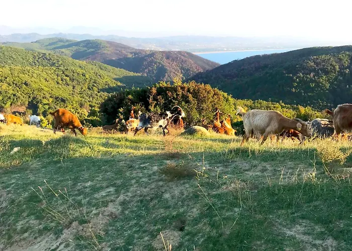 Deluxe Jante Infinity Pool